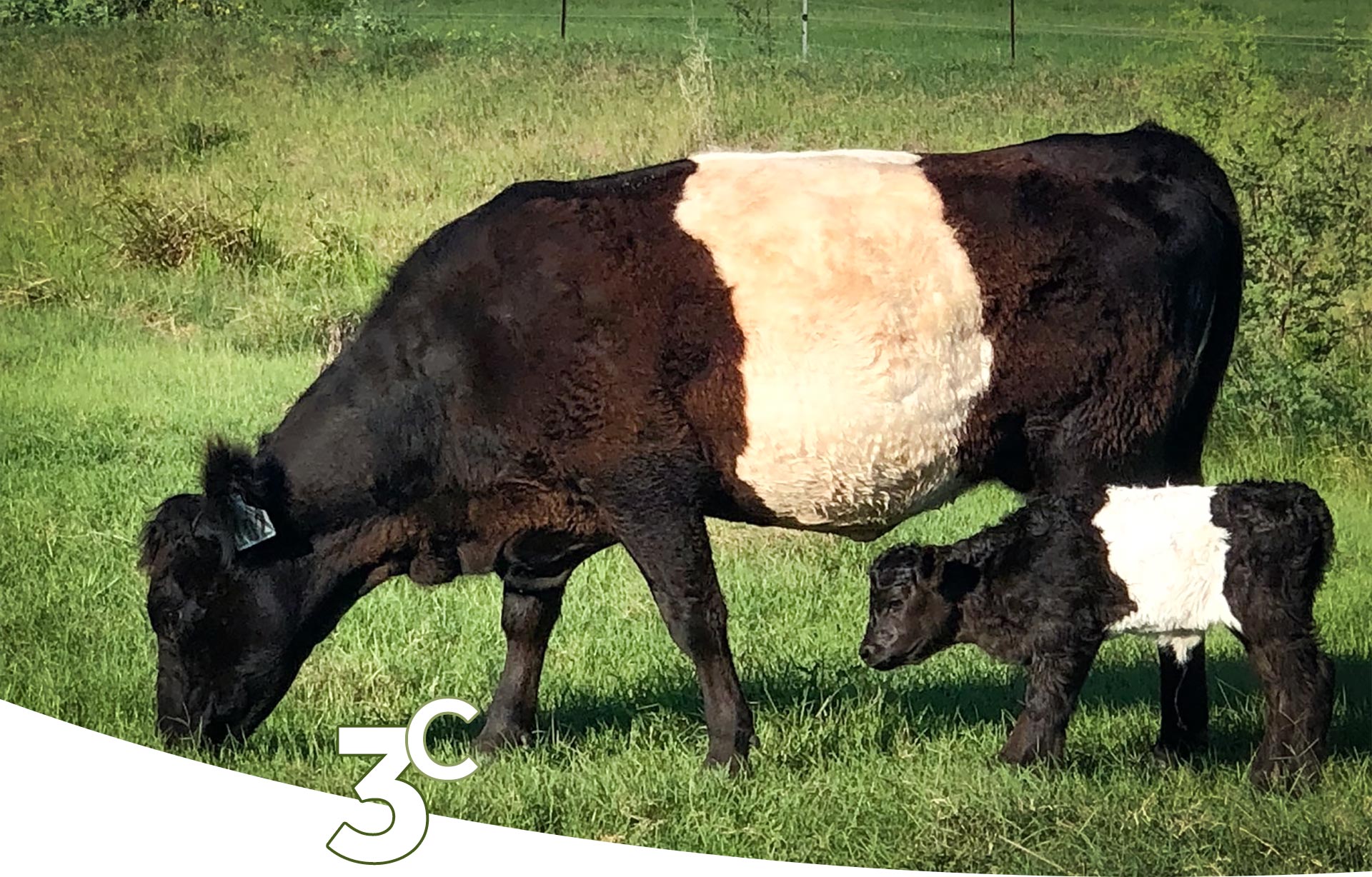 Oreo Cows